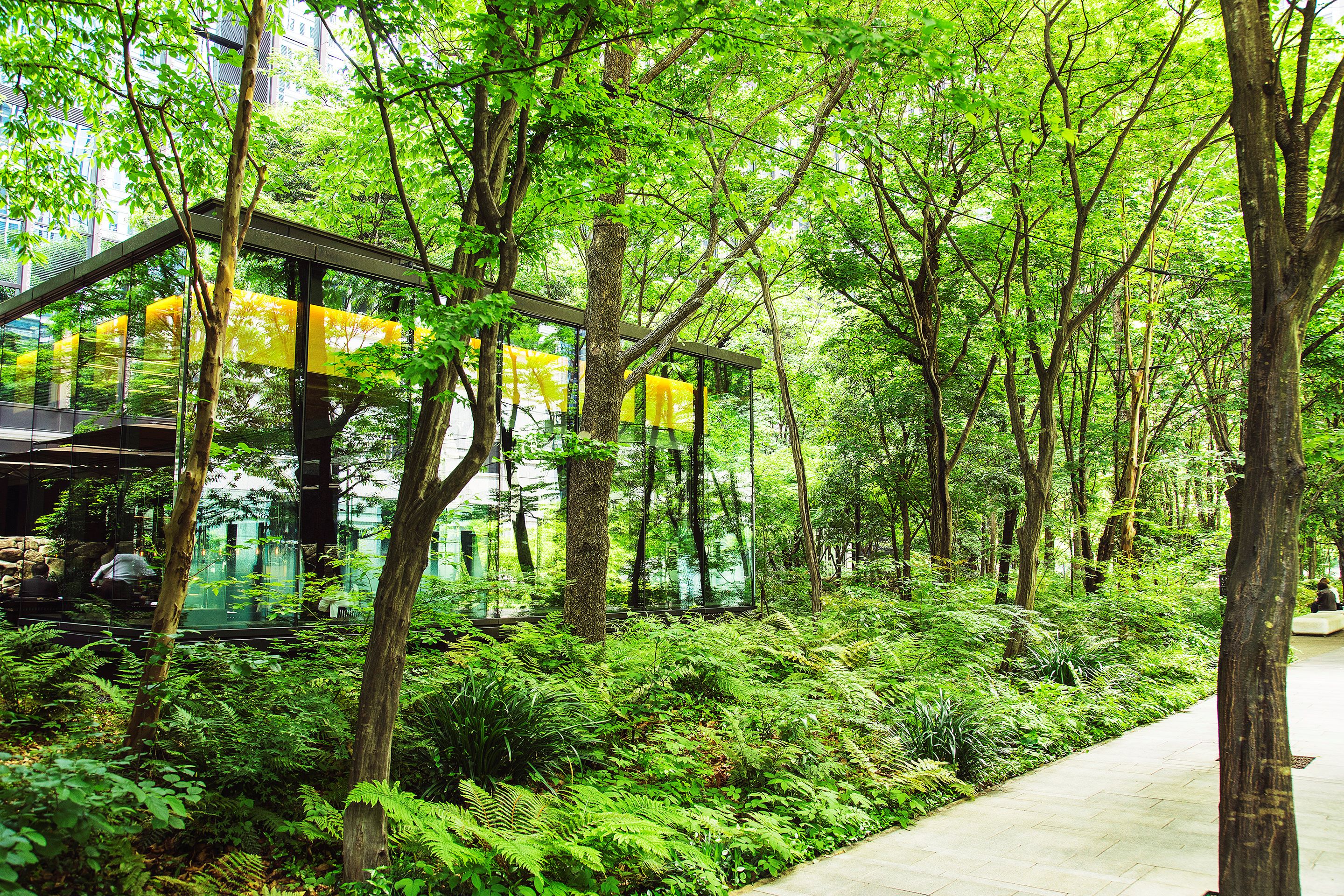 アマン東京で、森の大切さを考えるワークショップが開催予定