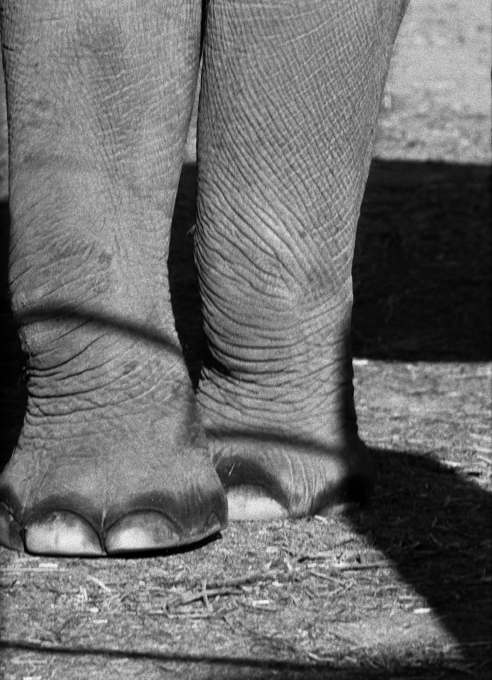 動物と家族の記憶をめぐる物語。写真家シャルロット・デュマの個展が開催中